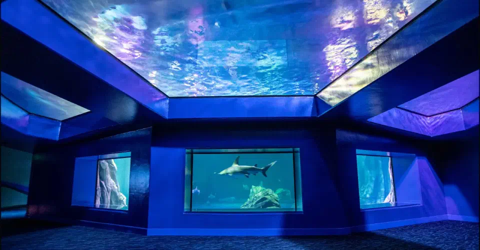 Georgia Aquarium Predator Exhibit hero